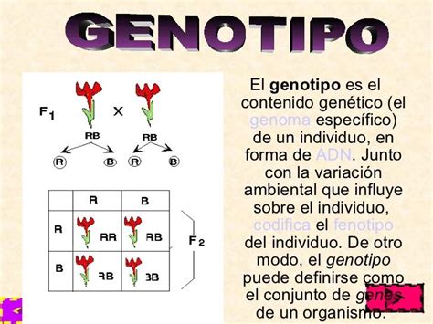 Genotipo | Biología avanzada, Apuntes de clase, Educación para la salud