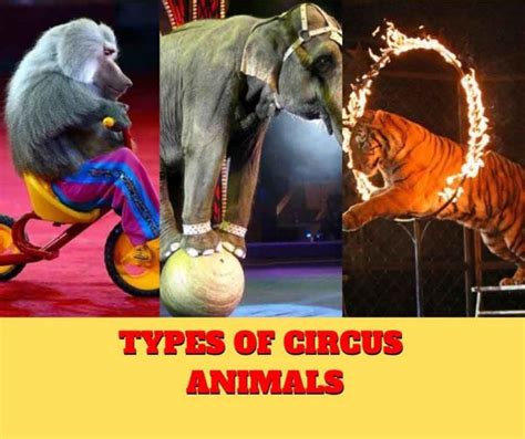 Types of circus animals - Remember Animals