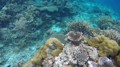 Snorkeling in El Nido, Palawan (December 2016) - YouTube