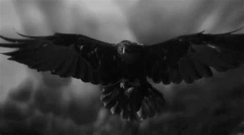 Raven GIF – Raven – discover and share GIFs