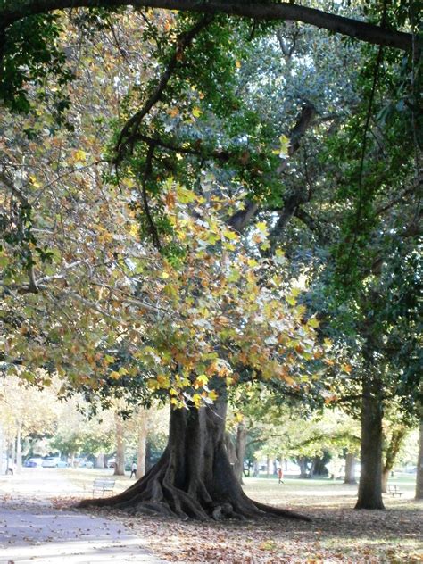 Autumn Plane Tree - Adelaide, South Australia | Tree, Botanical gardens, Plane tree