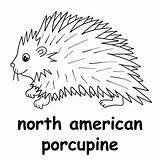 Porcupine Coloring Pages Clipart Clip Squirrel Drawing Cartoon  sketch template