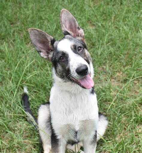 Picture | Panda german shepherd, German shepherd colors, Beautiful dogs