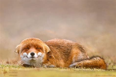 Smiling Fox is Smiling by thrumyeye on DeviantArt