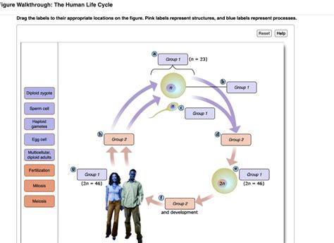 SOLVED: igure Walkthrough: The Human Lite Cycle Drag the labels to their appropriate locations ...