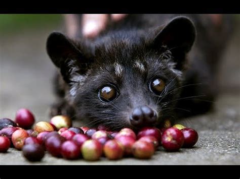 Musang Pandan - Asian palm civet - YouTube