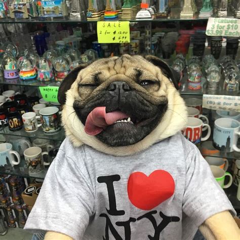 dog イヌ 犬可愛い画像まとめ http://ift.tt/1QL6XQM | Doug the pug, Pugs, Pugs funny