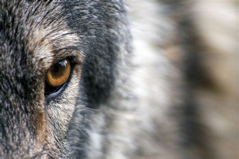 Download Hd Wolf Eye Wallpaper | Wallpapers.com