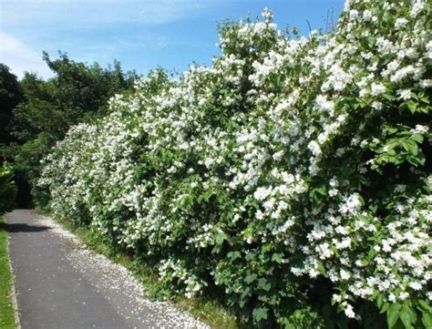 Flowering Hedges: Medium and High - Best Landscape Ideas