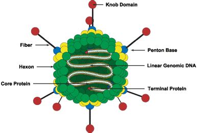 Adenoviridae; adenovirus; adenoviruses