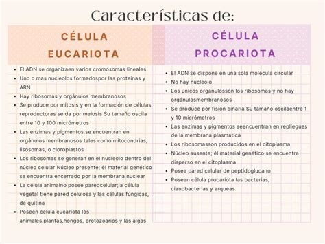 Células eucariota y procariota diferencias | DANNA FERNANDA ESTRADA PATIÑO | uDocz