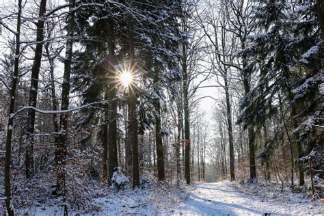 Snowy Forest on an Early Frosty Morning Stock Image - Image of fresh, frozen: 207313645