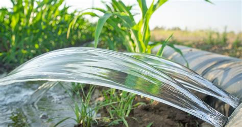 Furrow Irrigation Can Help Save Water, but What Is It Exactly?