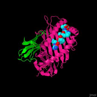 Beta-2 microglobulin - Proteopedia, life in 3D