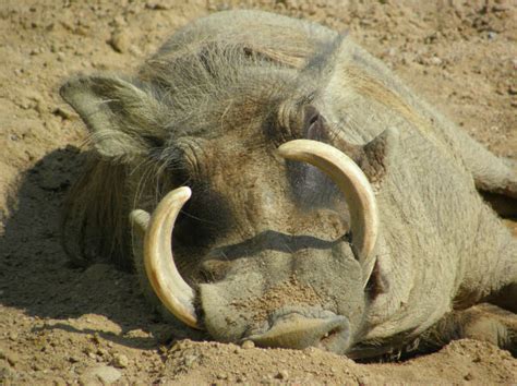 Warthog, Common - Fascinating Africa