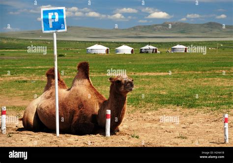 Bactrian camel at parking space, Bulgan Aimag, Mongolia Stock Photo - Alamy