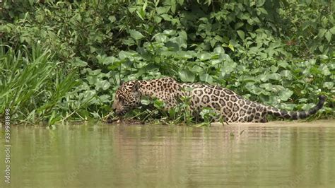 Jaguar (Panthera onca) swimming, hunting along riverbank, in the ...