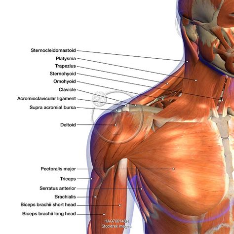 Labeled anatomy chart of neck and shoulder muscles, on white background. | Stocktrek Images