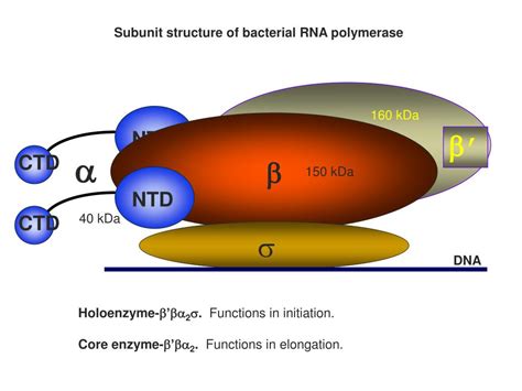 PPT - Transcription in Prokaryotes PowerPoint Presentation, free ...