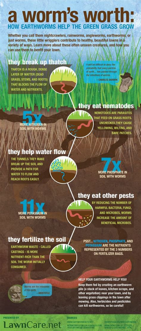 Why Earthworms are Worth Keeping Around [Infographic] – ecogreenlove