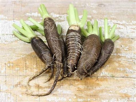 Spanish Black Radish Health Benefits | Houseplant Girl | Heirloom seeds ...