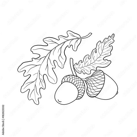 Hand drawn black and white oak leaf, branch and acorn, sketch style ...