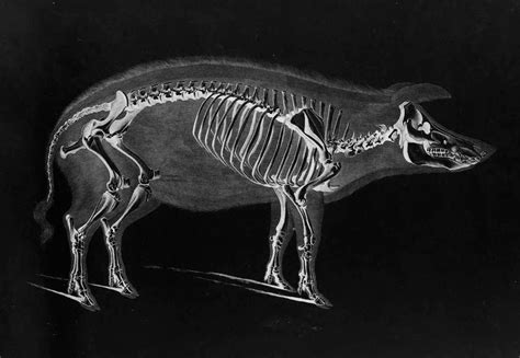 Pig Skeleton by Eduard Joseph D'Alton circa 1821