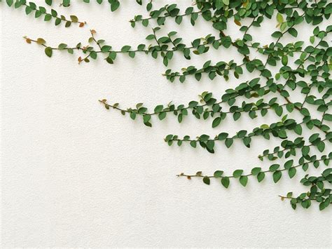 Climbing Plants - Design Trend | ModularWalls