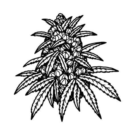 Premium Vector | Cannabis flower bud sketch Marijuana botanical drawing Hand drawn realistic ...