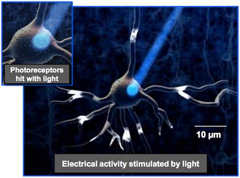 Optimizing a Microlens Design for Optogenetics Applications | COMSOL Blog