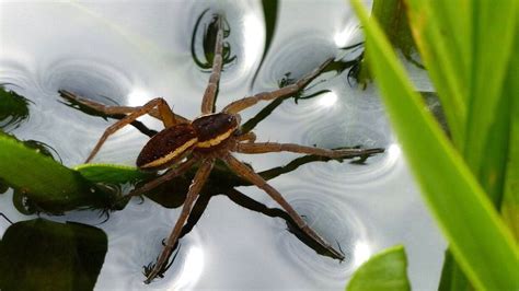 Rare Fen raft spider population boosted in Norfolk - BBC News