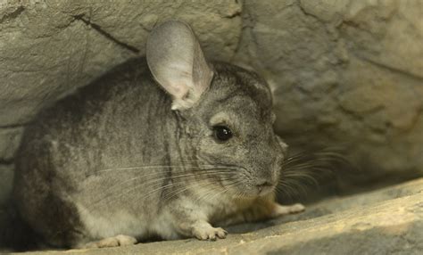 Long-tailed chinchilla | Smithsonian's National Zoo and Conservation ...