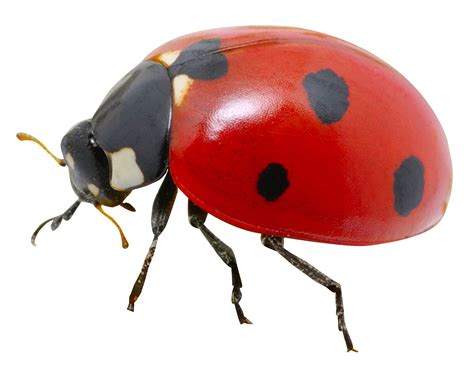 Collection of Ladybug HD PNG. | PlusPNG