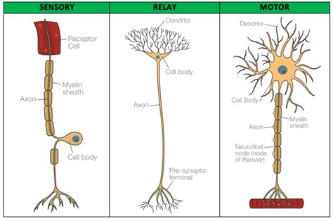 psychology - biopsychology Diagram | Quizlet