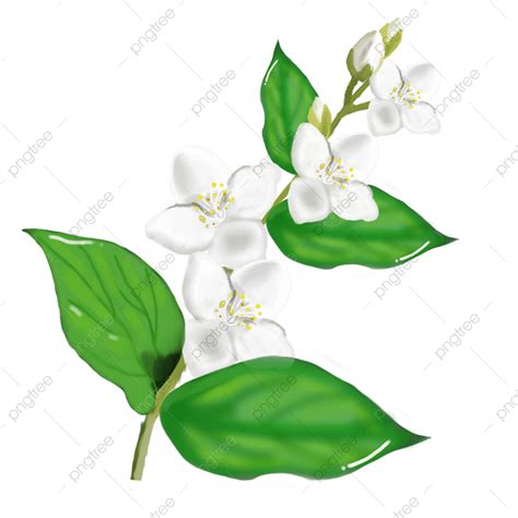 Beautiful Jasmine Leaf, Leaves, Blossom, Bouquet PNG Transparent Clipart Image and PSD File for ...