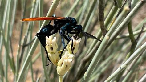 Excruciating wasp sting leaves Tarantula paralysed for more than a month; video leaves viewers ...