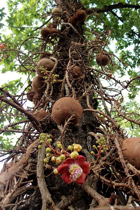 Brazil Nut (Bertholletia Excelsa) Overview, Health Benefits, Side ...