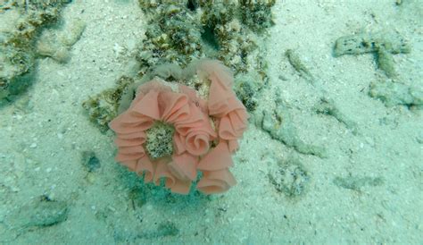 Snorkeling in Blue Bay Marine Park | Snorkeling in Mauritius