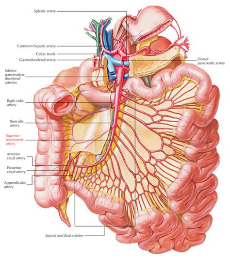 Superior Mesenteric Artery – Earth's Lab