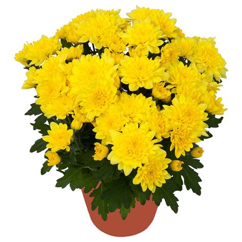 CHRYSANTHEMUM Potted plant, Chrysanthemums yellow - IKEA