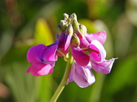 File:Fabaceae flower.jpg - Wikimedia Commons