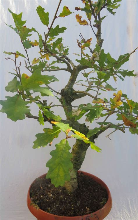 Quercus (eik) | Inheemse Bonsai Bomen