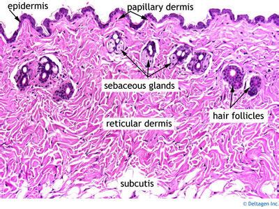 Integumentary System Histology - Skin (labels) - histology slide