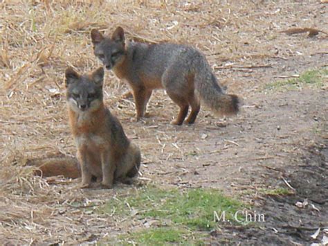 Friends of the Island Fox: Unique As An Island Fox