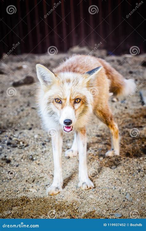 Portrait of golden fox stock photo. Image of cute, nature - 119937452