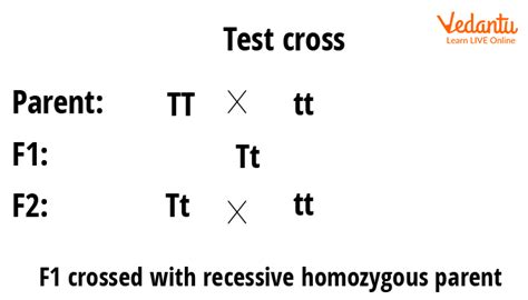 Test Cross- Definition and Examples