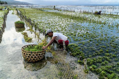 Communities Concerned Bali Farmers Are Returning To Risky Tourism ...