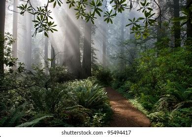 Redwood Forest Trees Stock Photo 95494417 | Shutterstock