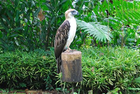 Philippines Eagle Center, Davao's Wildlife Haven