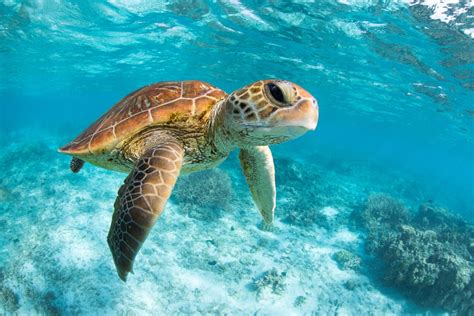 Everything to Know About the Secret World of Sea Turtles | Discover Magazine